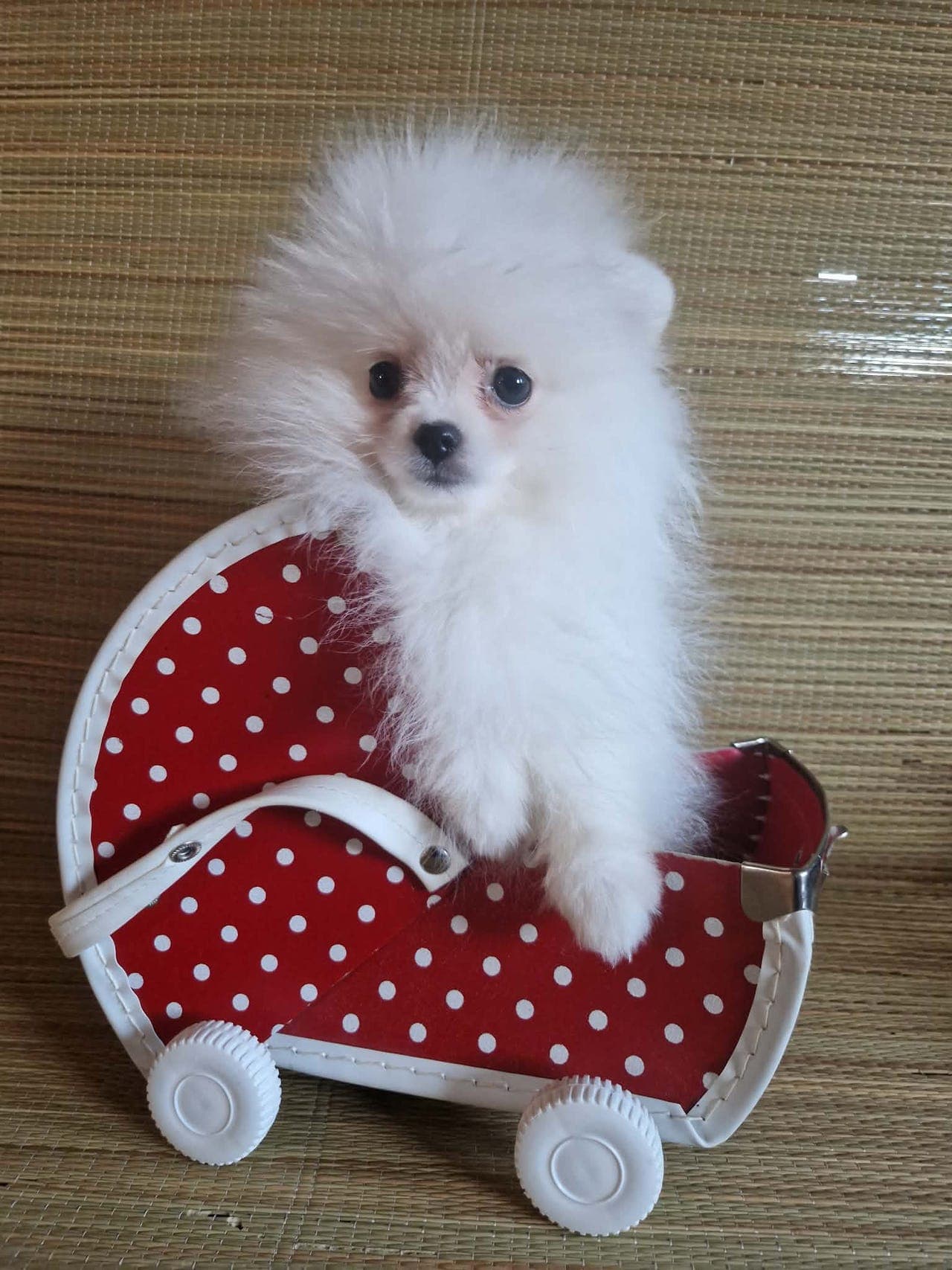 Tre nydelige POMERANIAN tispevalper