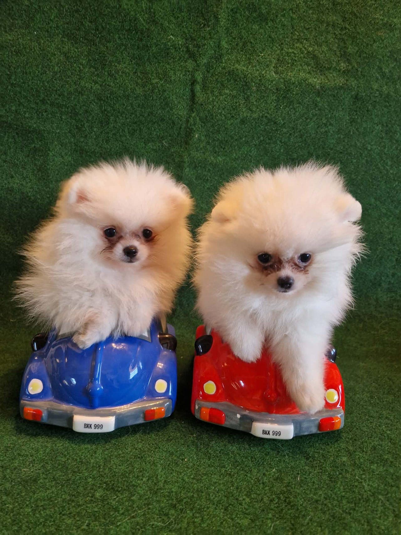 Nydelige POMERANIAN valper