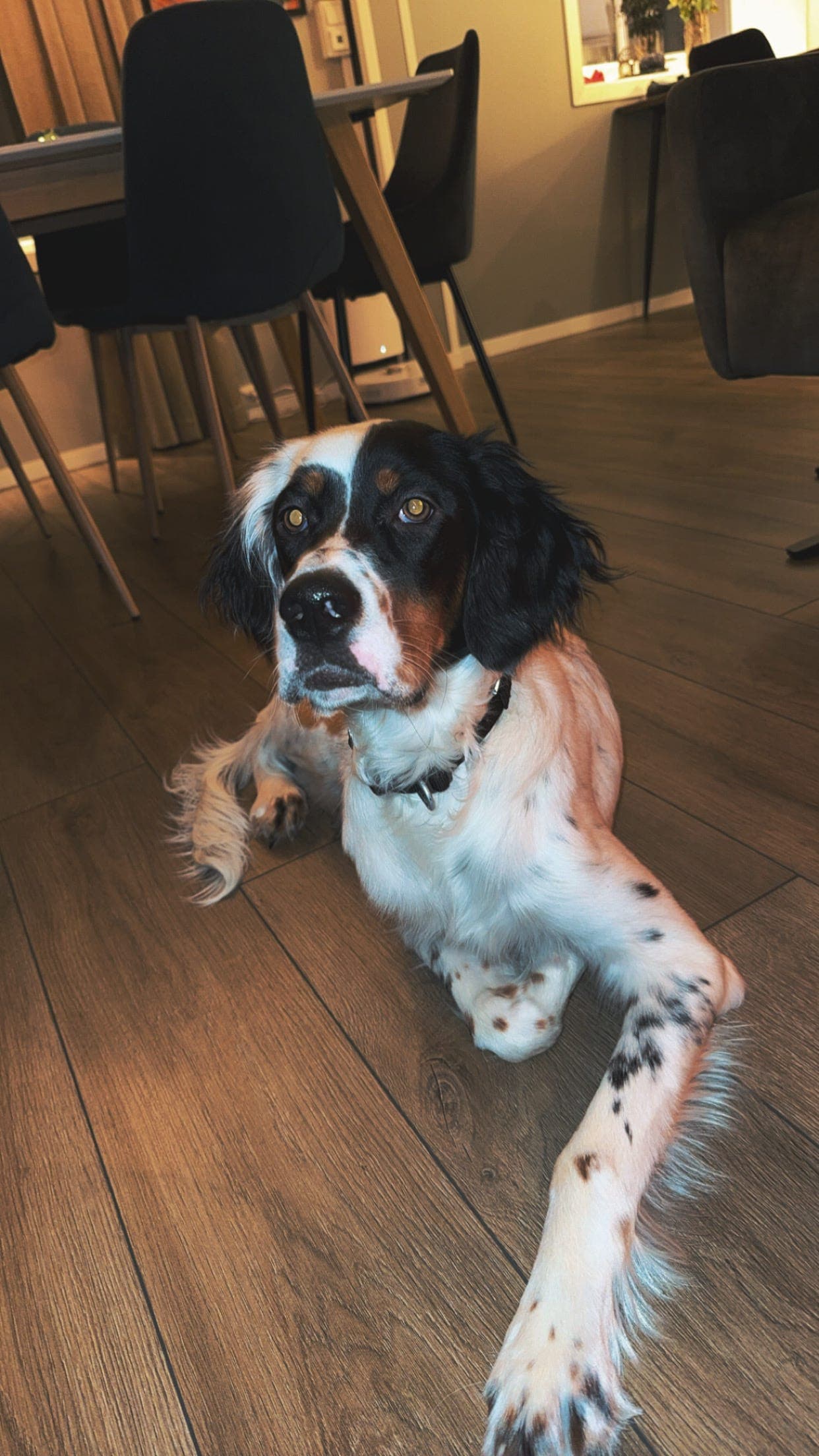 Engelsk setter hanne med flott gemytt selges.