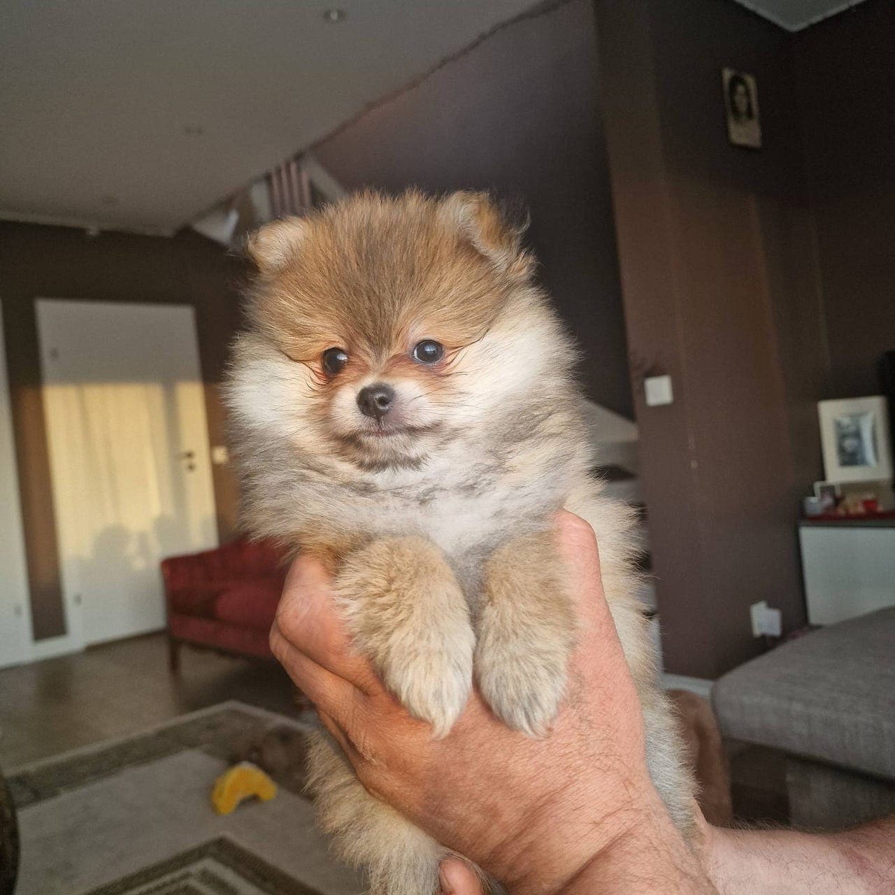 Pomeranian