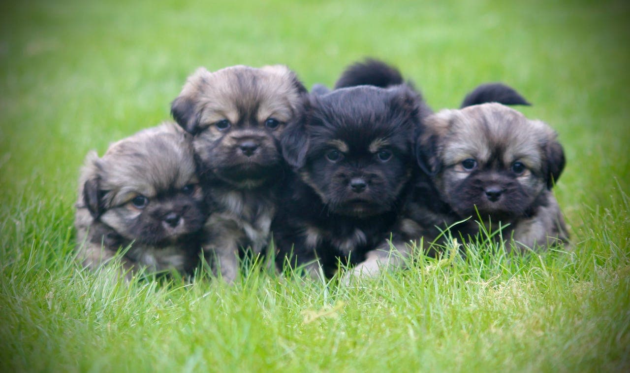 Tibetansk spaniel valper – NKK registrert