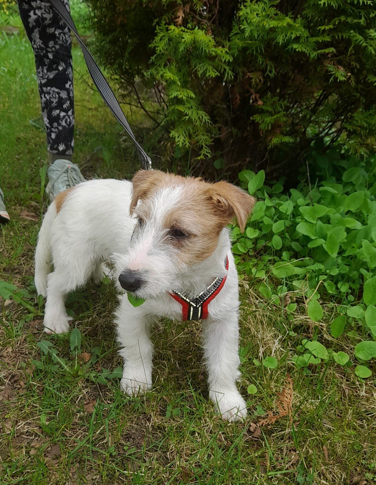 5 måneder gamle Jack Russell-valper søker gode hjem