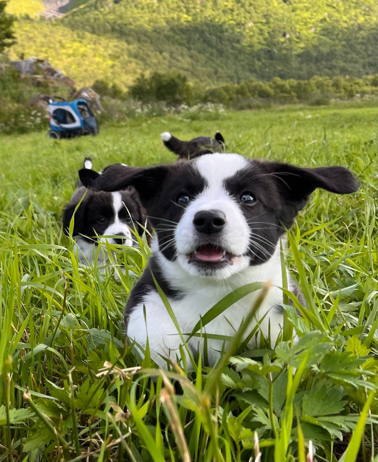 5 leveringsklare Welsh Corgi Cardigan valper