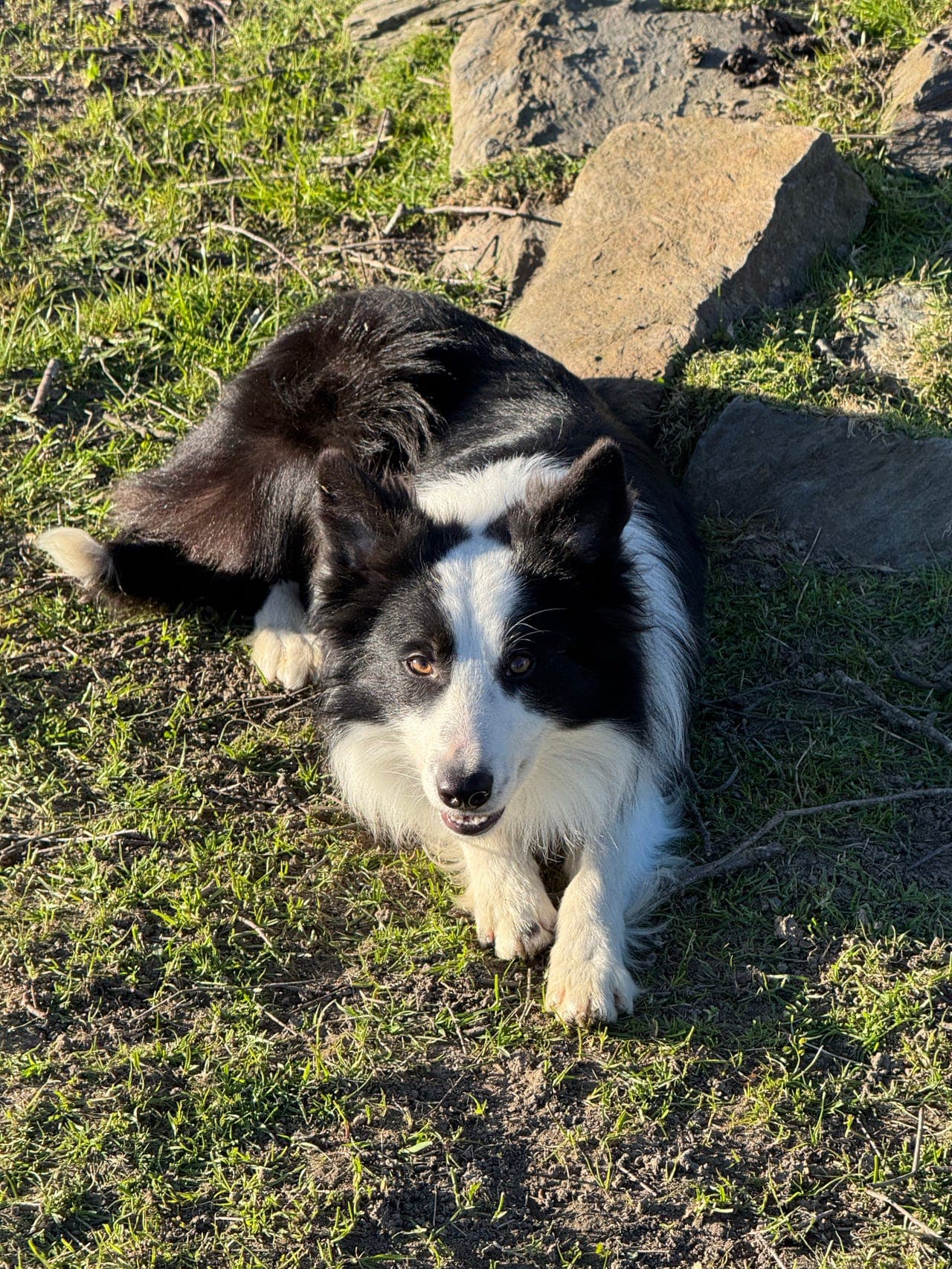 Border Collie hann ser etter nytt hjem