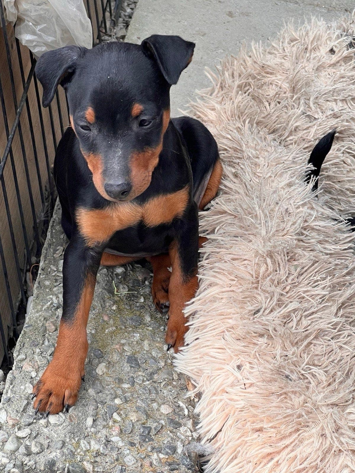 Leveringsklare Livlige og kosete Dvergpinscher valper søker hjem