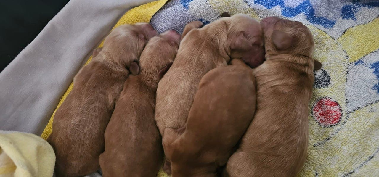 Engelsk cocker spaniel valper