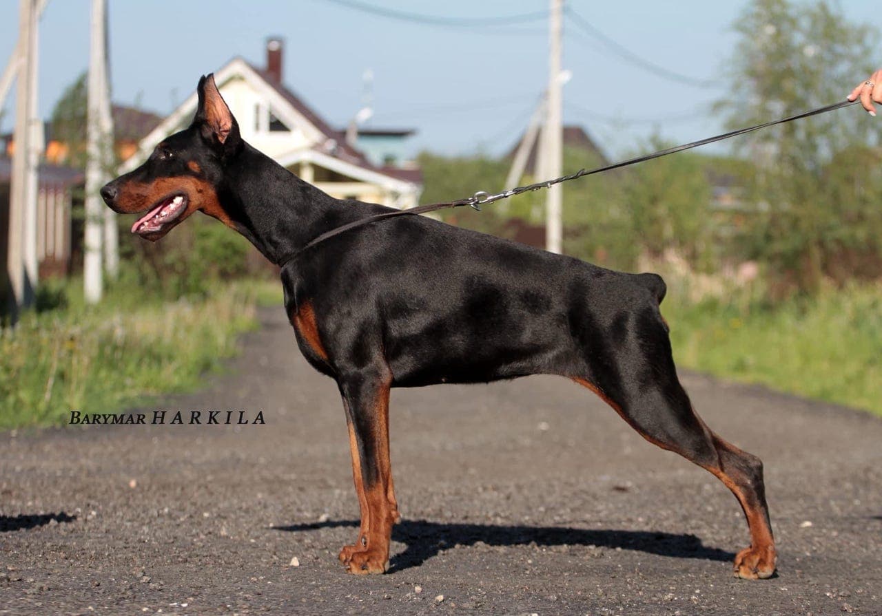 Dobermann valper