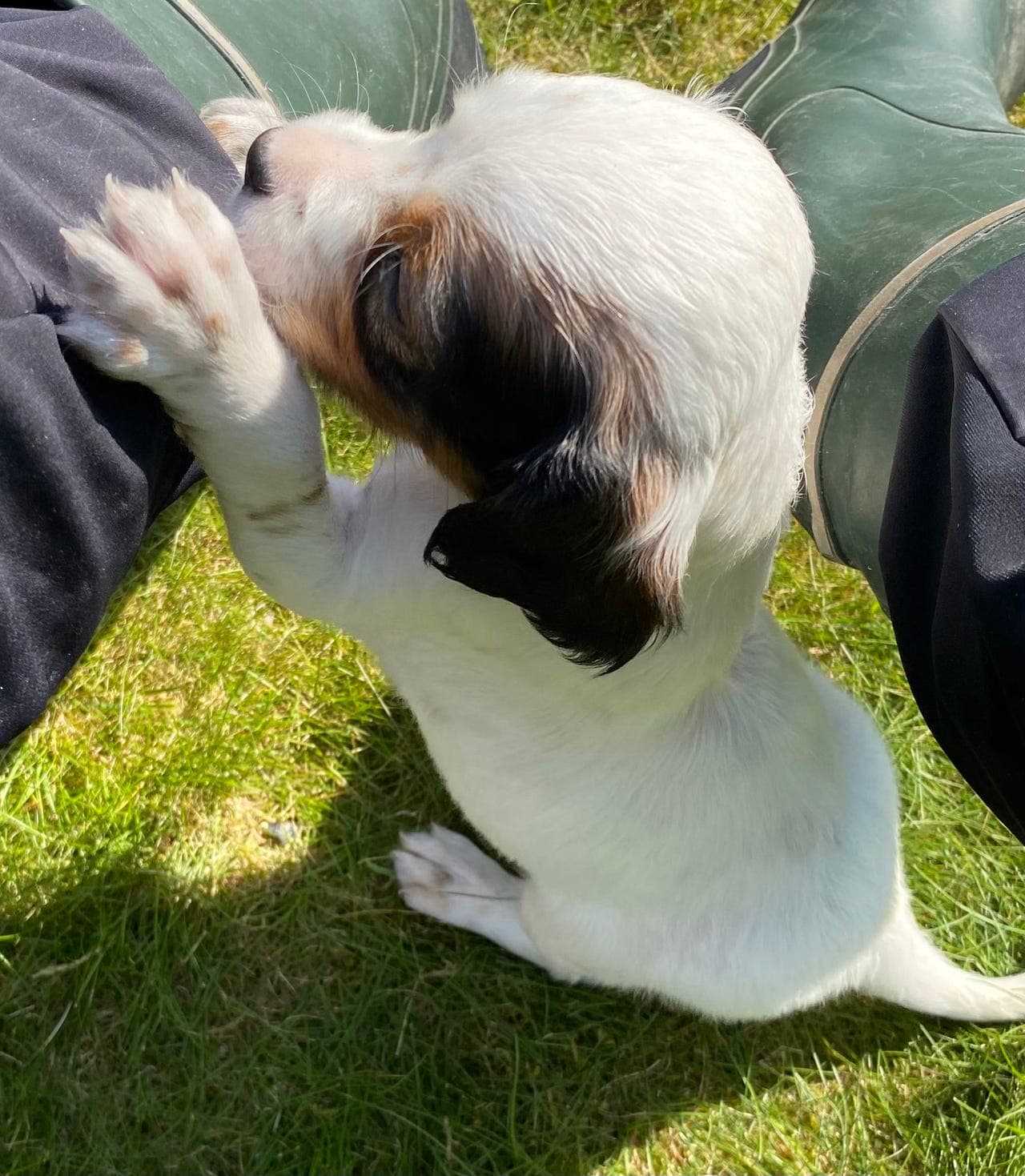 Engelsk setter valper