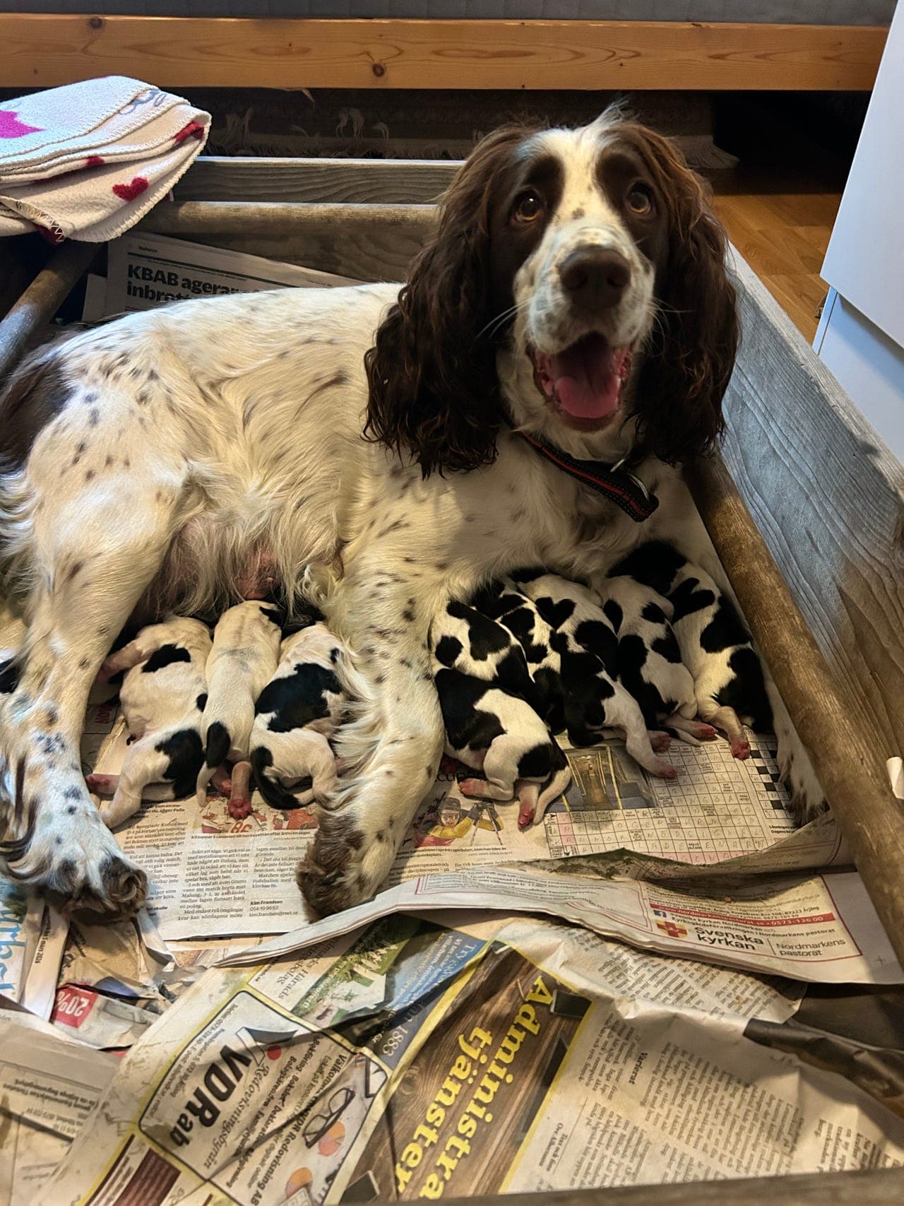 Engelske Springer Spaniel