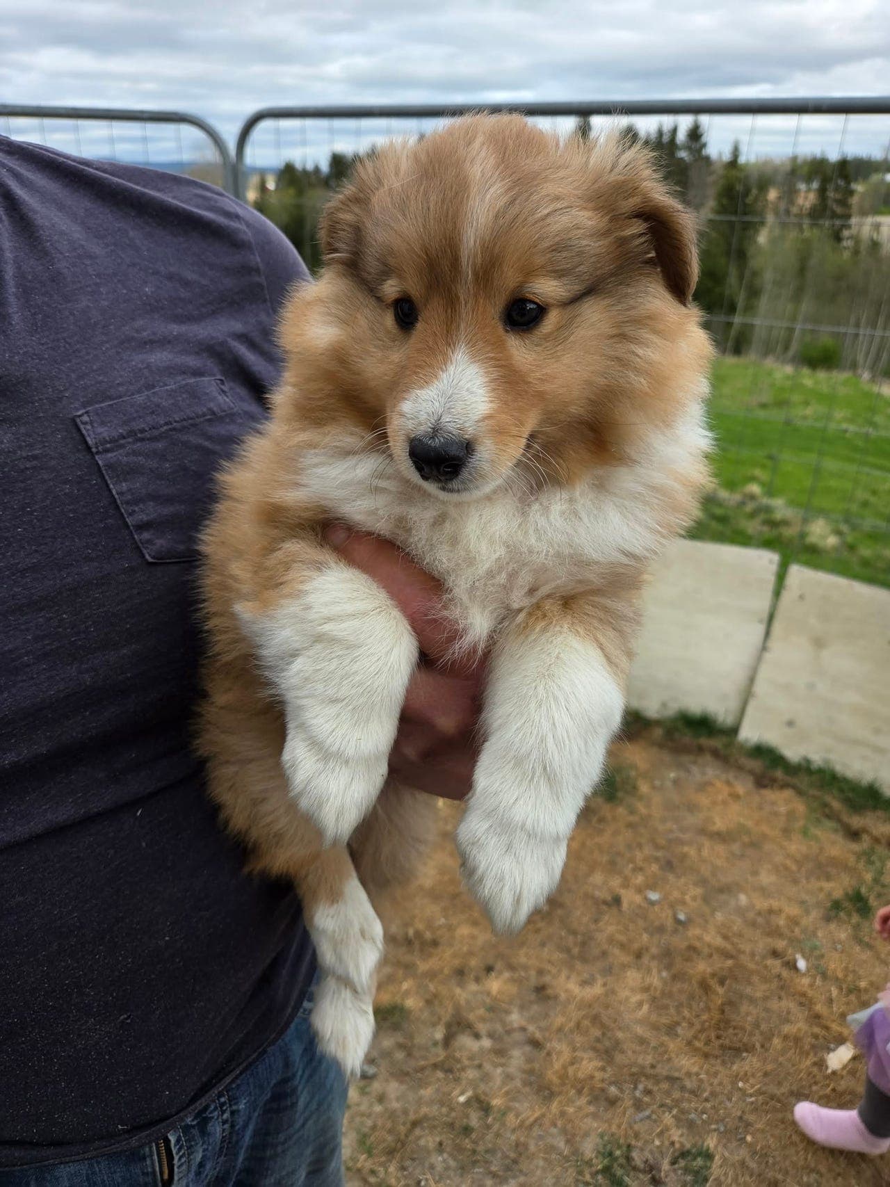 Shetland Sheepdog