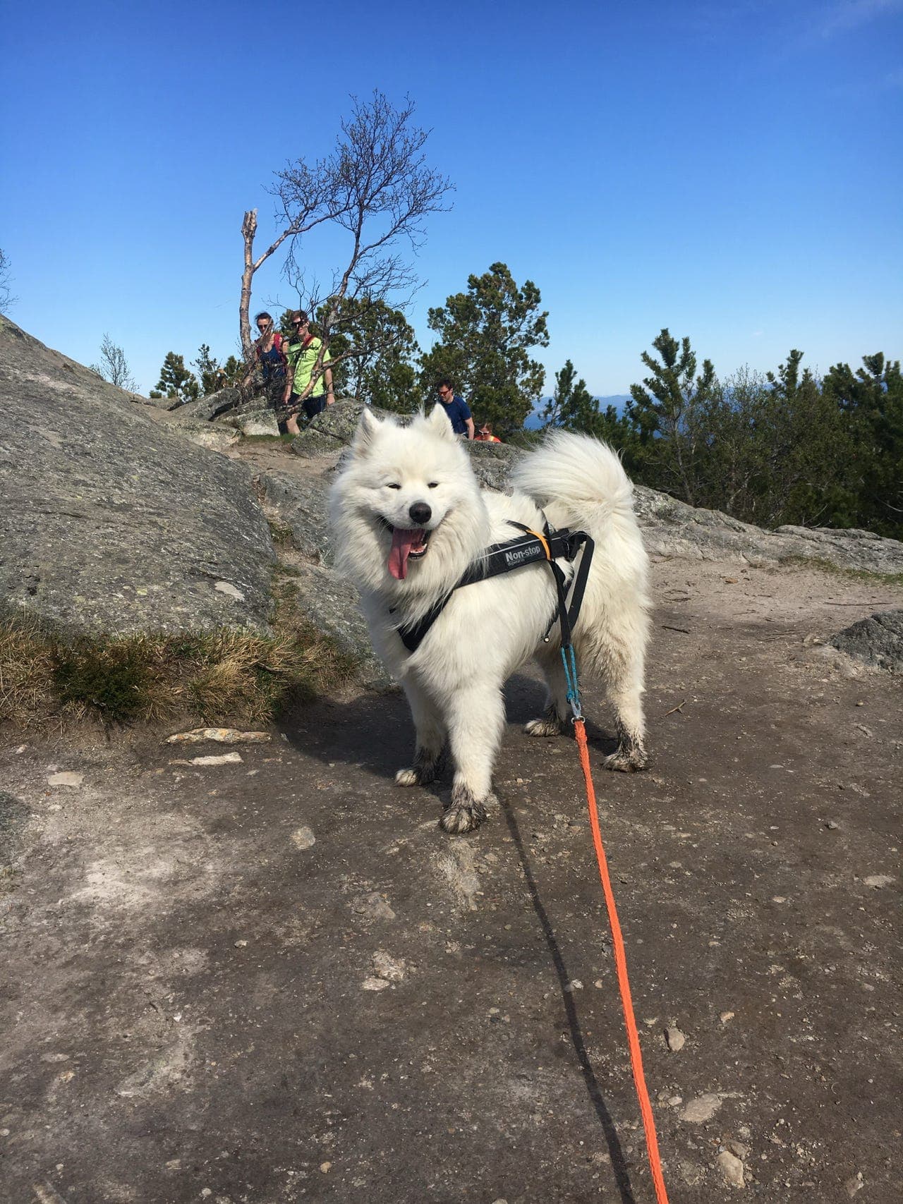 Snill og turglad samojed søker nytt, varig hjem