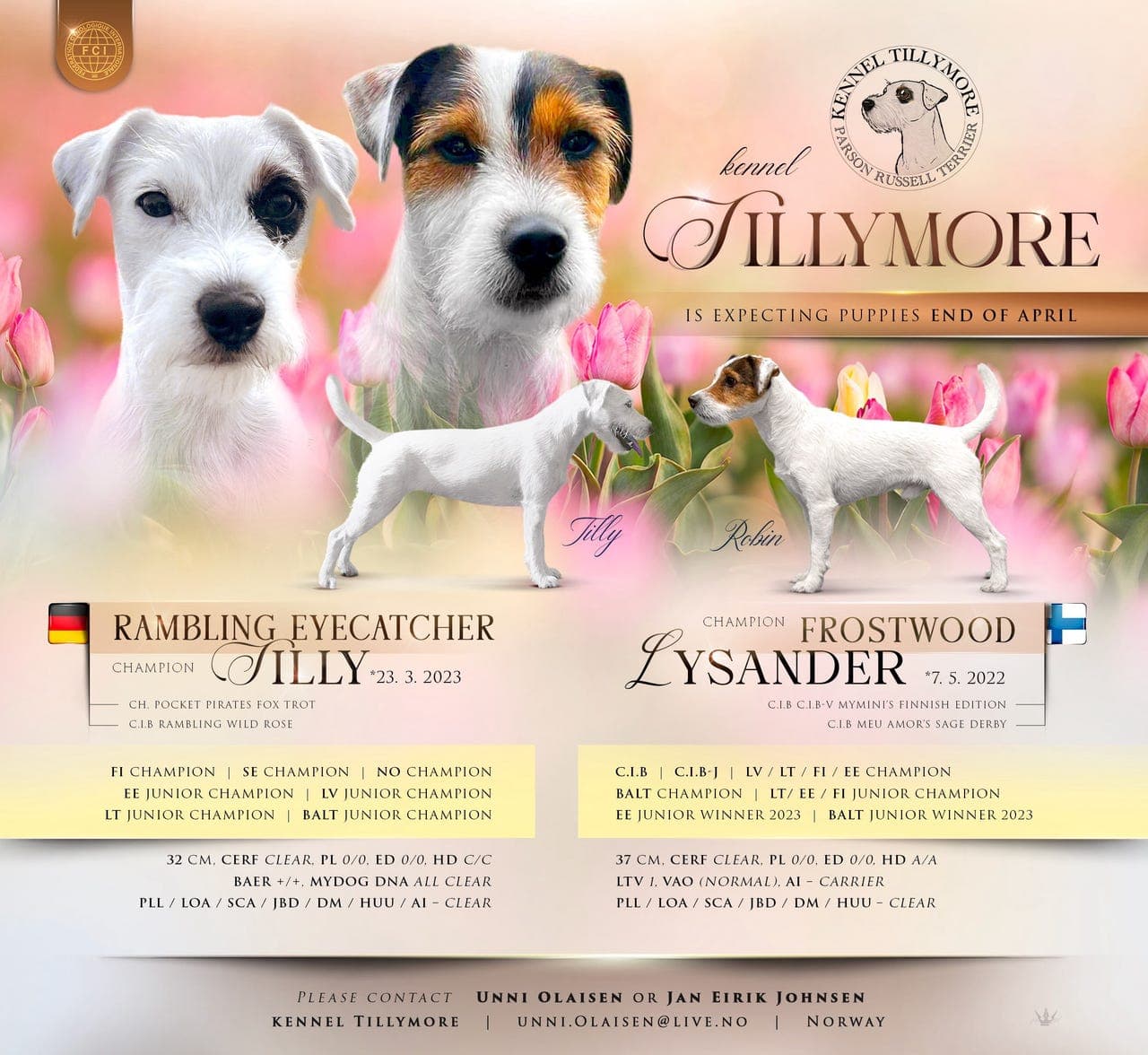 Parson Russell Terrier valper selges!