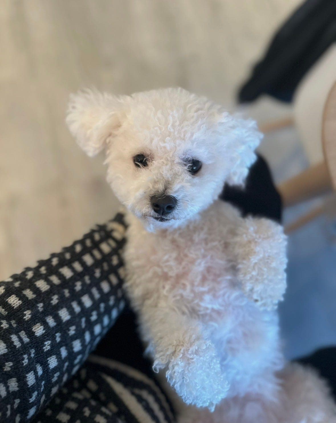 Bichon Frise valper, planlegges. Høsten 2026🐾