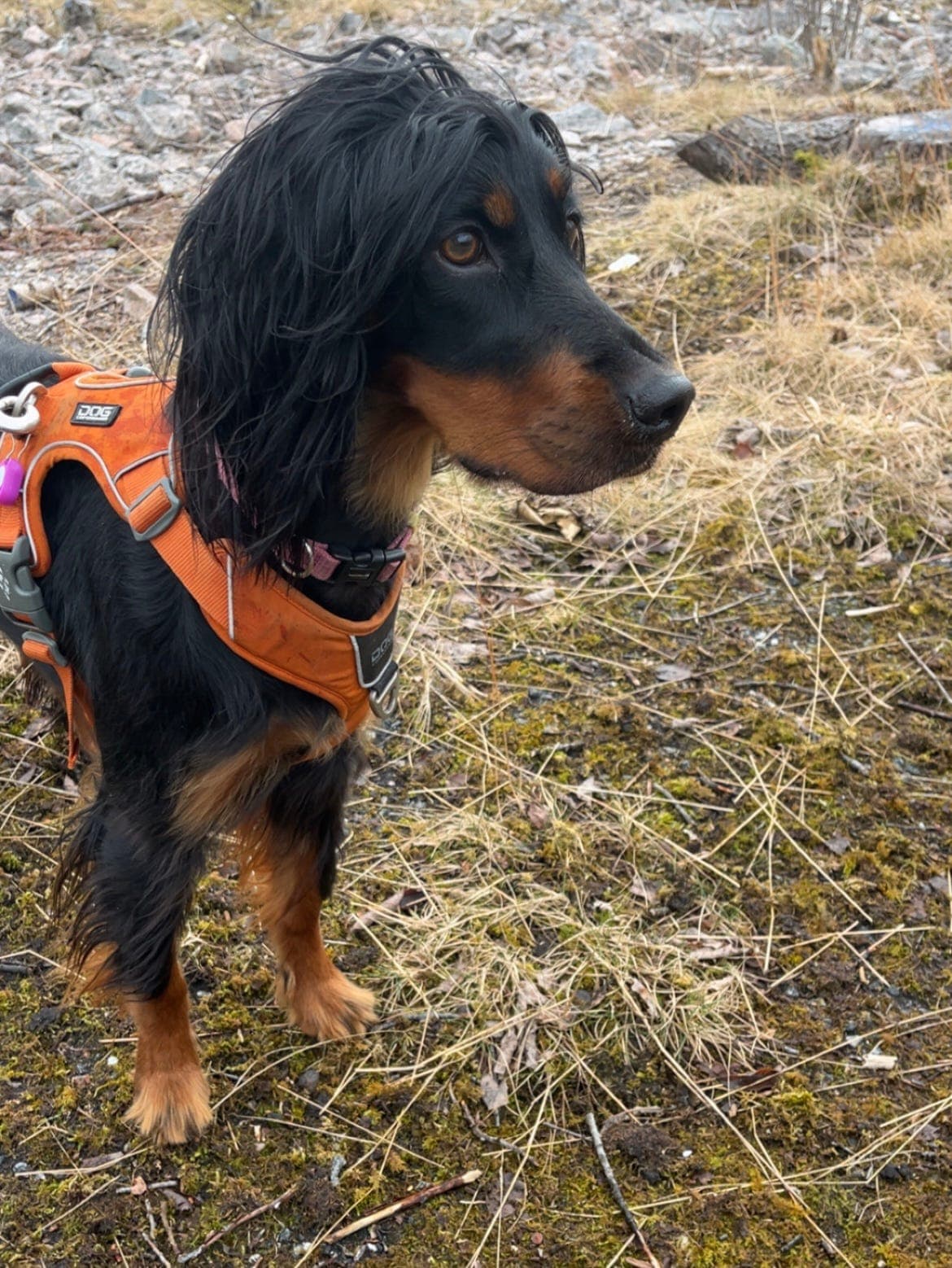 Gordon setter tispe selges