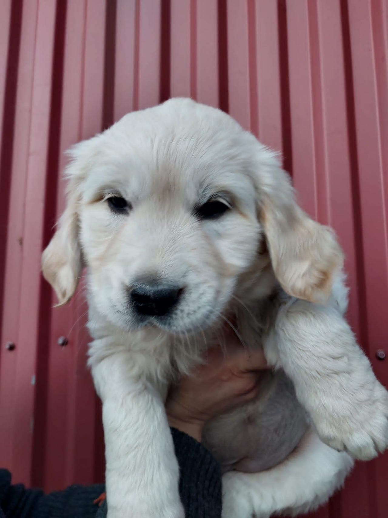 Forvertsavtale Golden Retriever Tispe