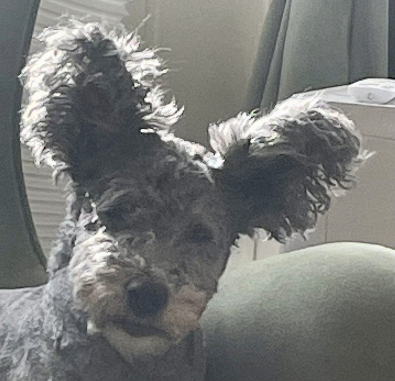 PUMI TISPE 6 ÅR