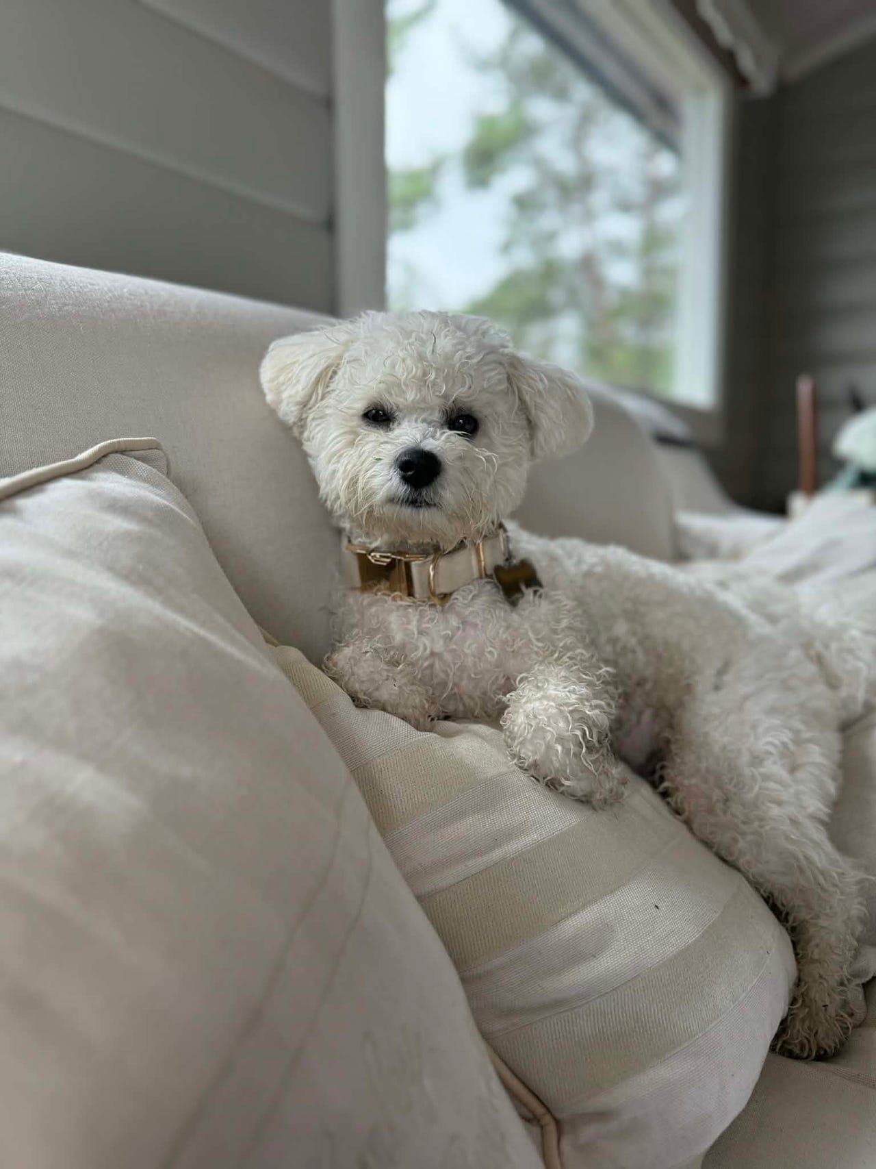 Nydelig Bichon Frisé hannhund, 1,5 år