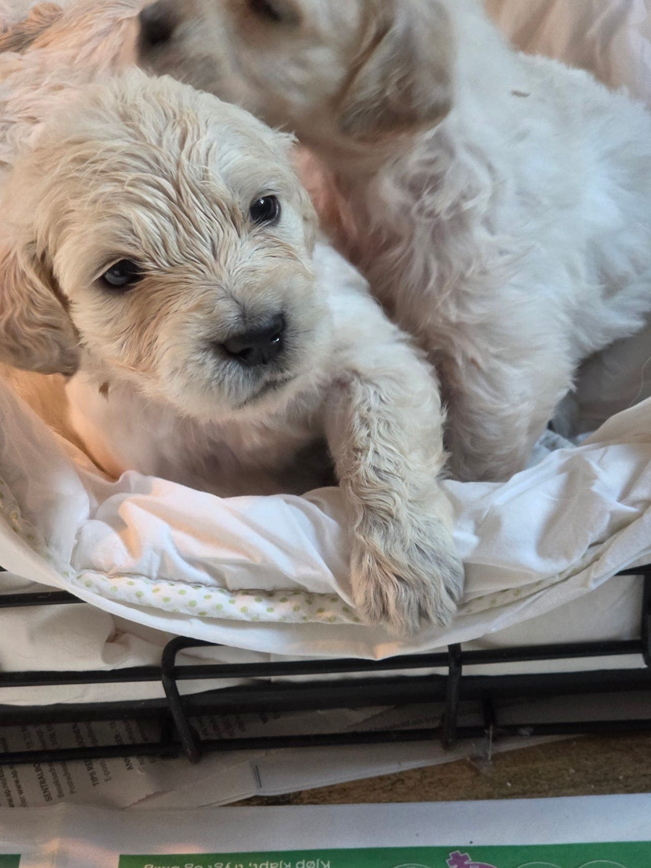 Golden Retriever tispevalp ledig