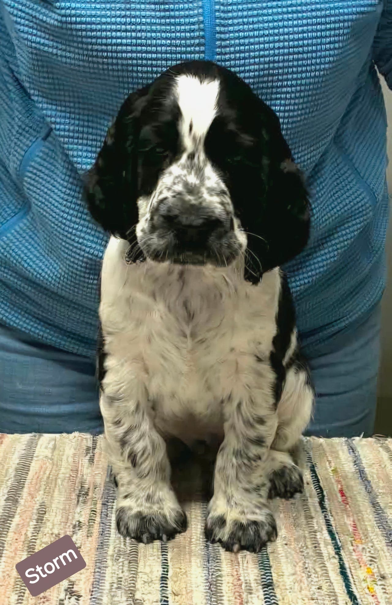 Engelsk springer spaniel valper søker sine nye og varige hjem.
