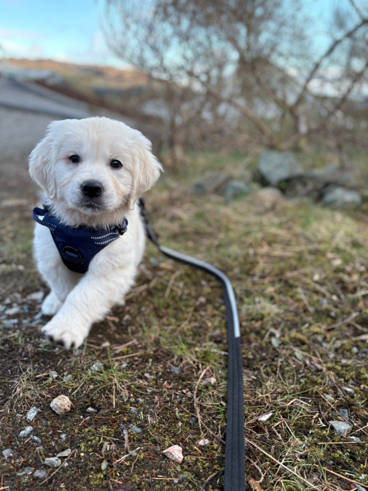 Renraset golden retriever