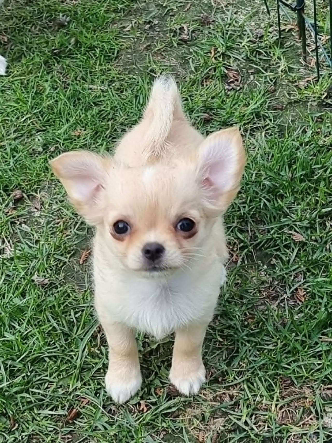 Langhåret chihuahua tispevalp reg. i NKK for salg