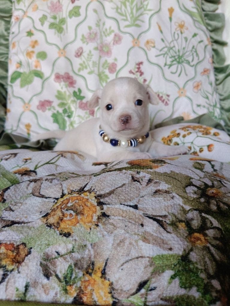 chihuahua valp