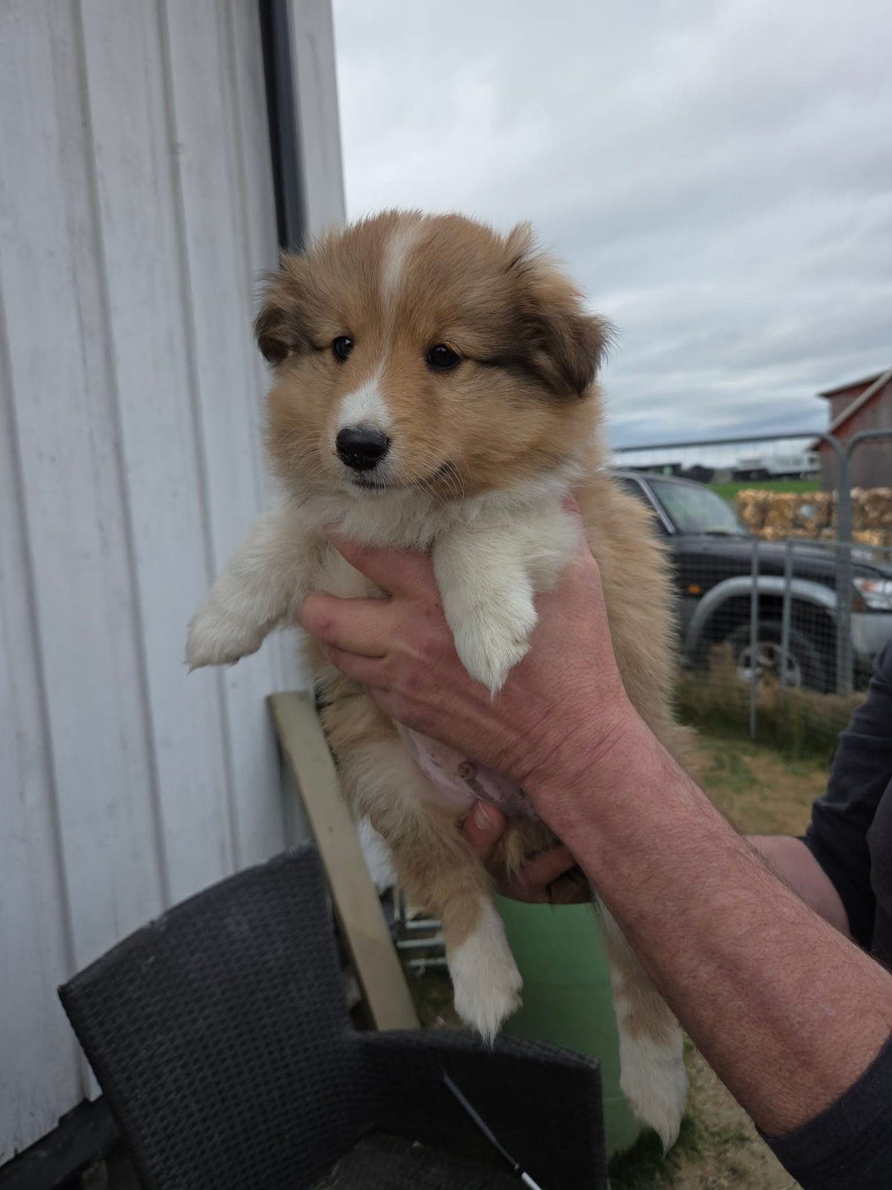 Shetland Sheepdog