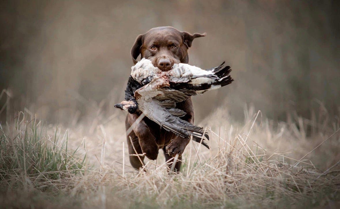 Brune labrador valper🐶