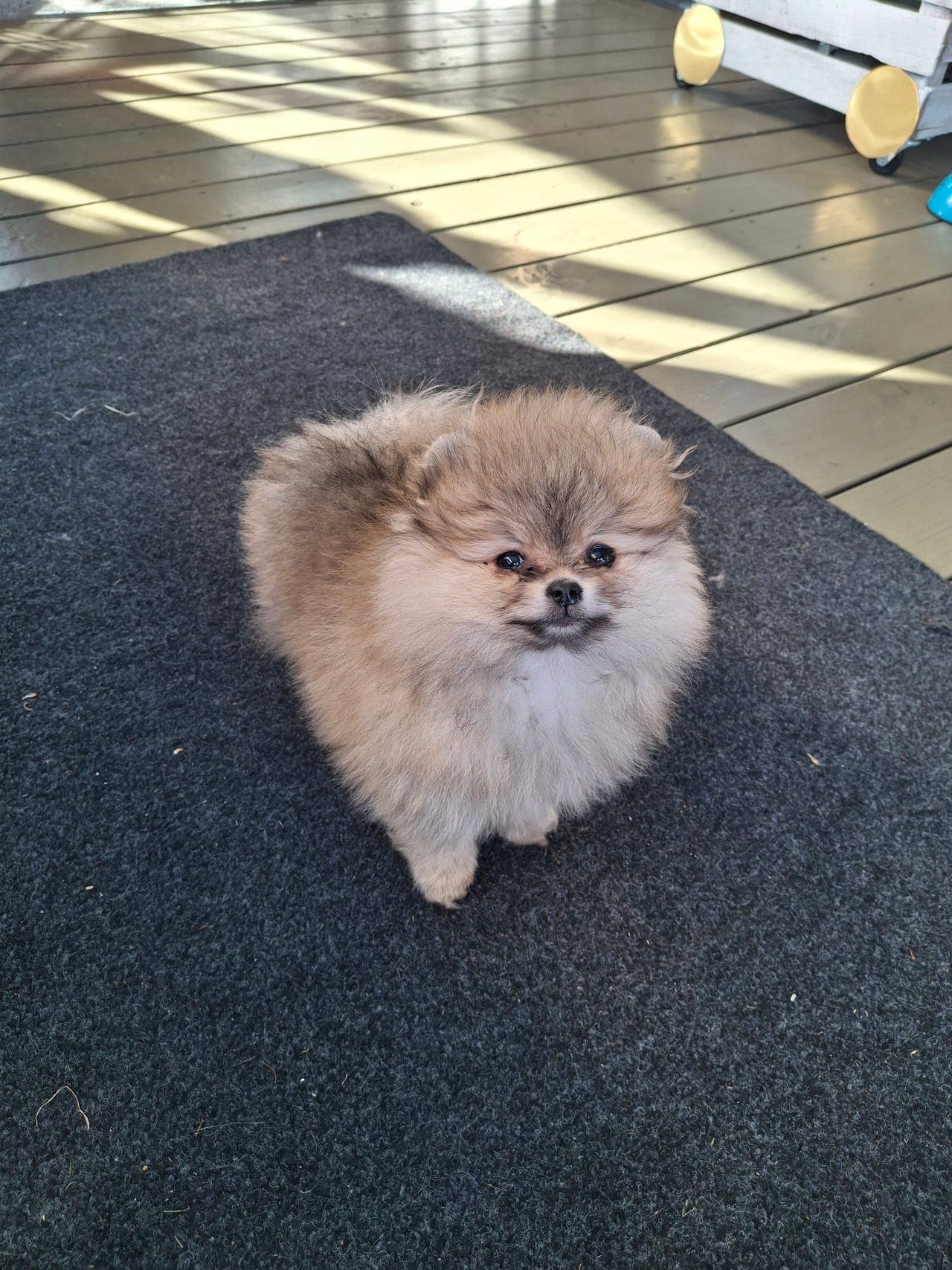 Pomeranian  tispe