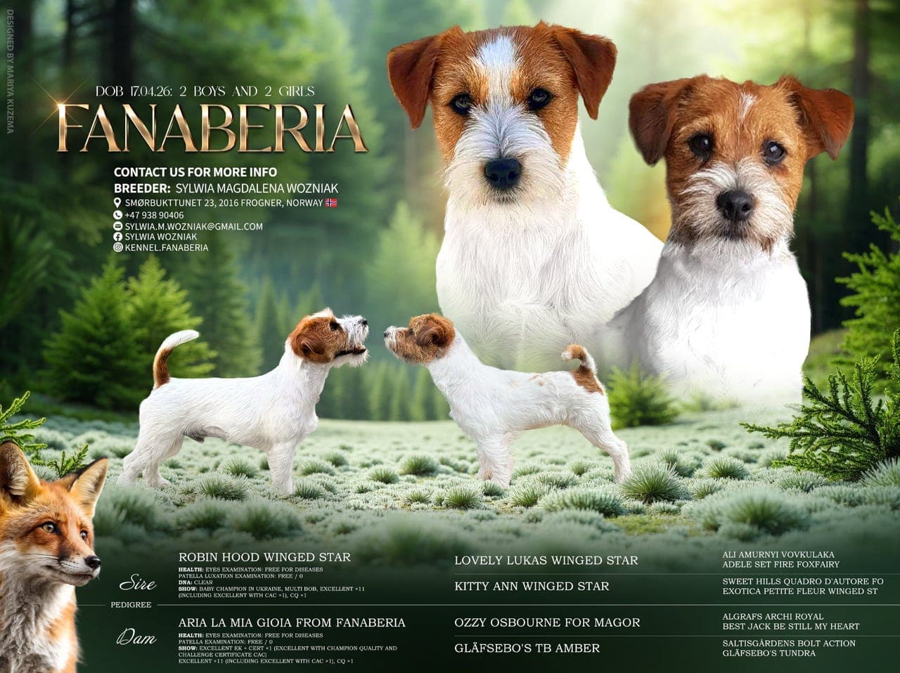 Jack Russell terrier valper med stamtavle ❤️❤️💙💙