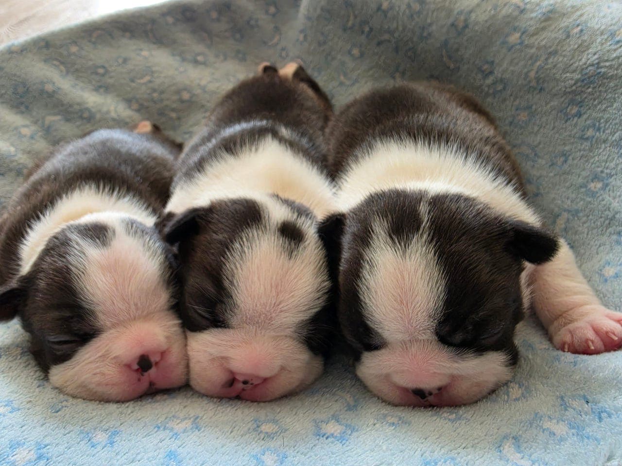 Boston Terrier valper