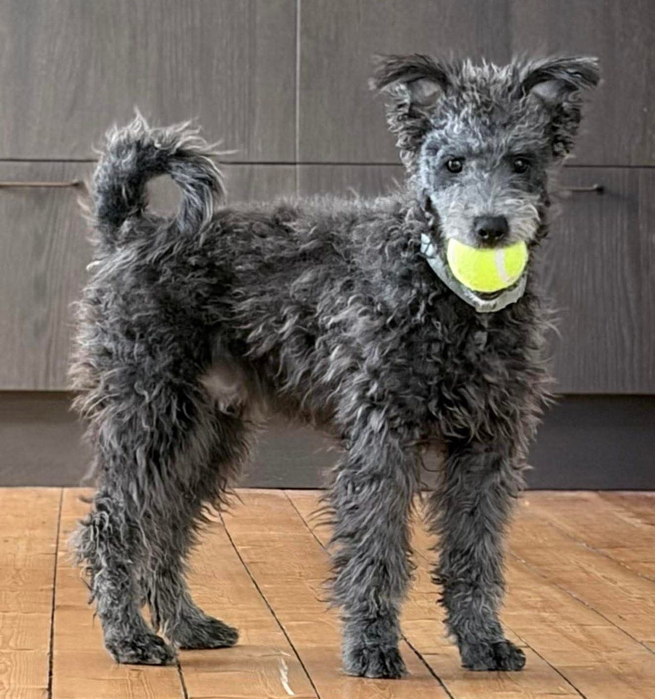 PUMI GUTT