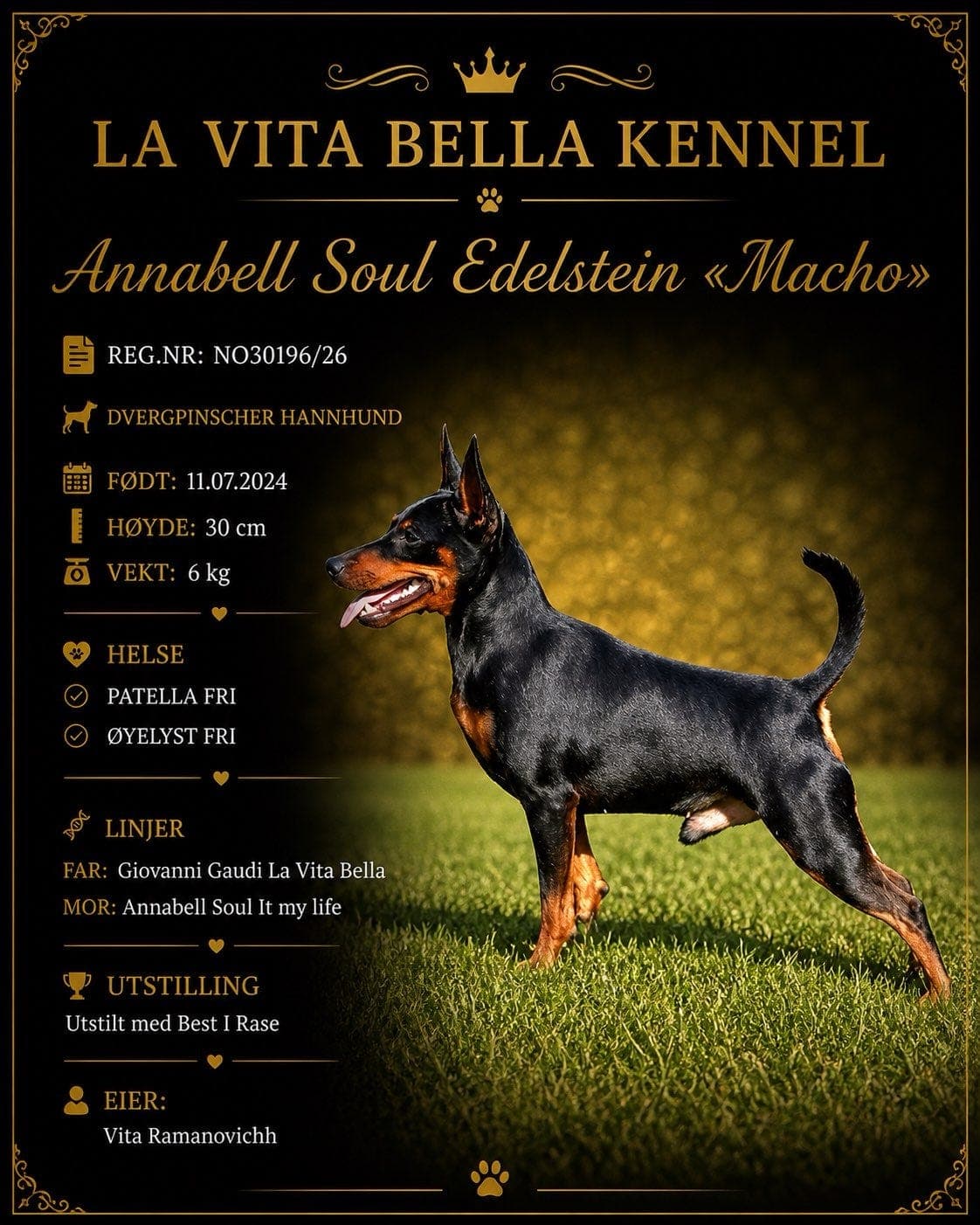 Dvergpinscher valper ventes i Wicked Game Kennel