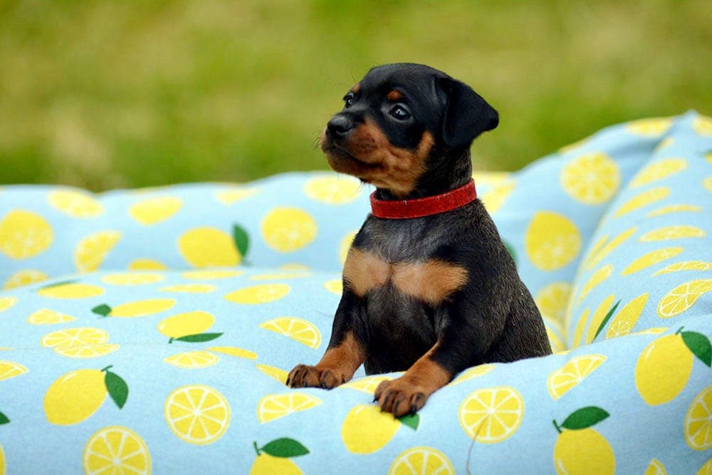 Dvergpinscher tispevalp til salgs ❤️