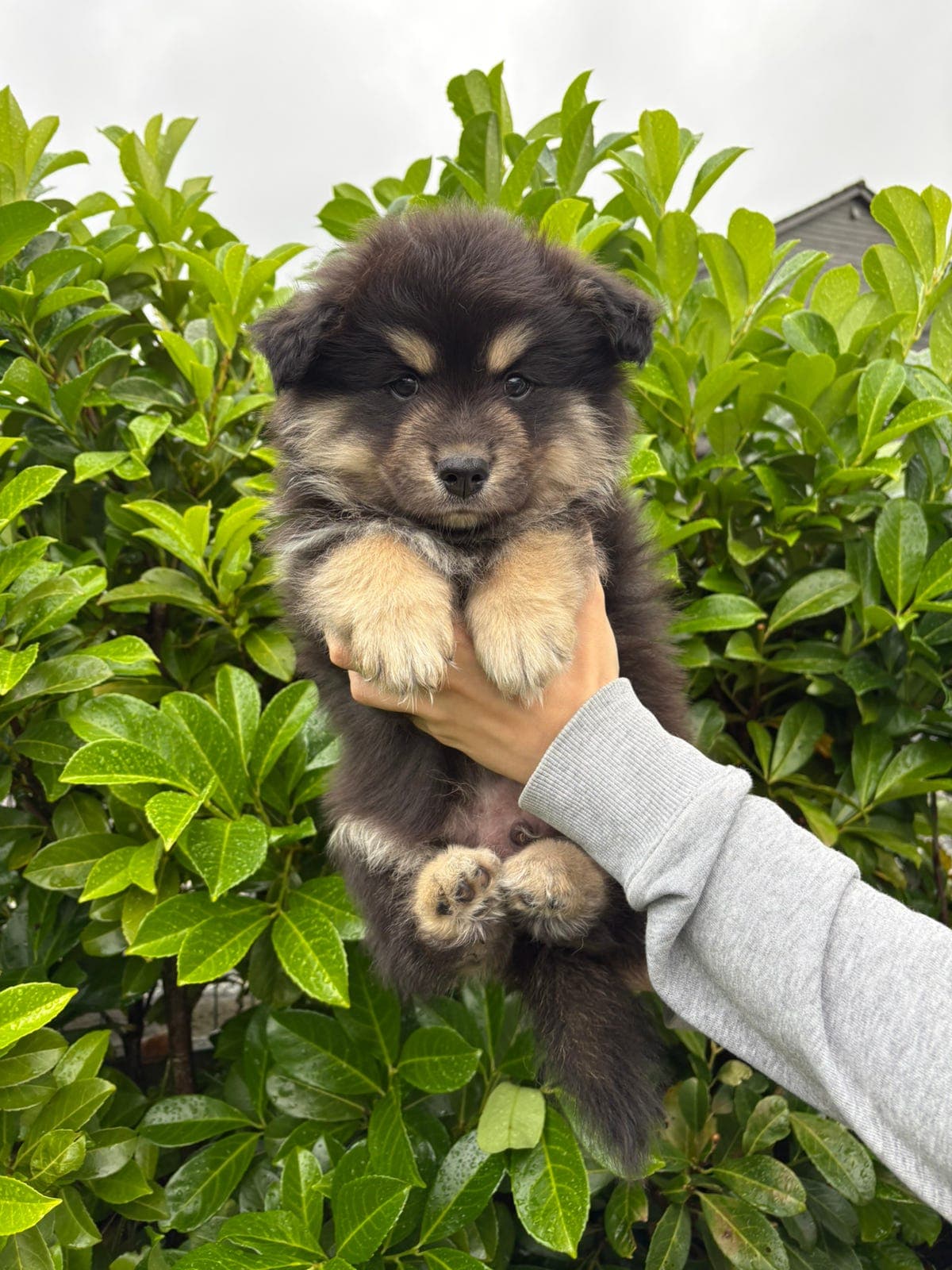 Finsk lapphund hannhund valp leveringsklar