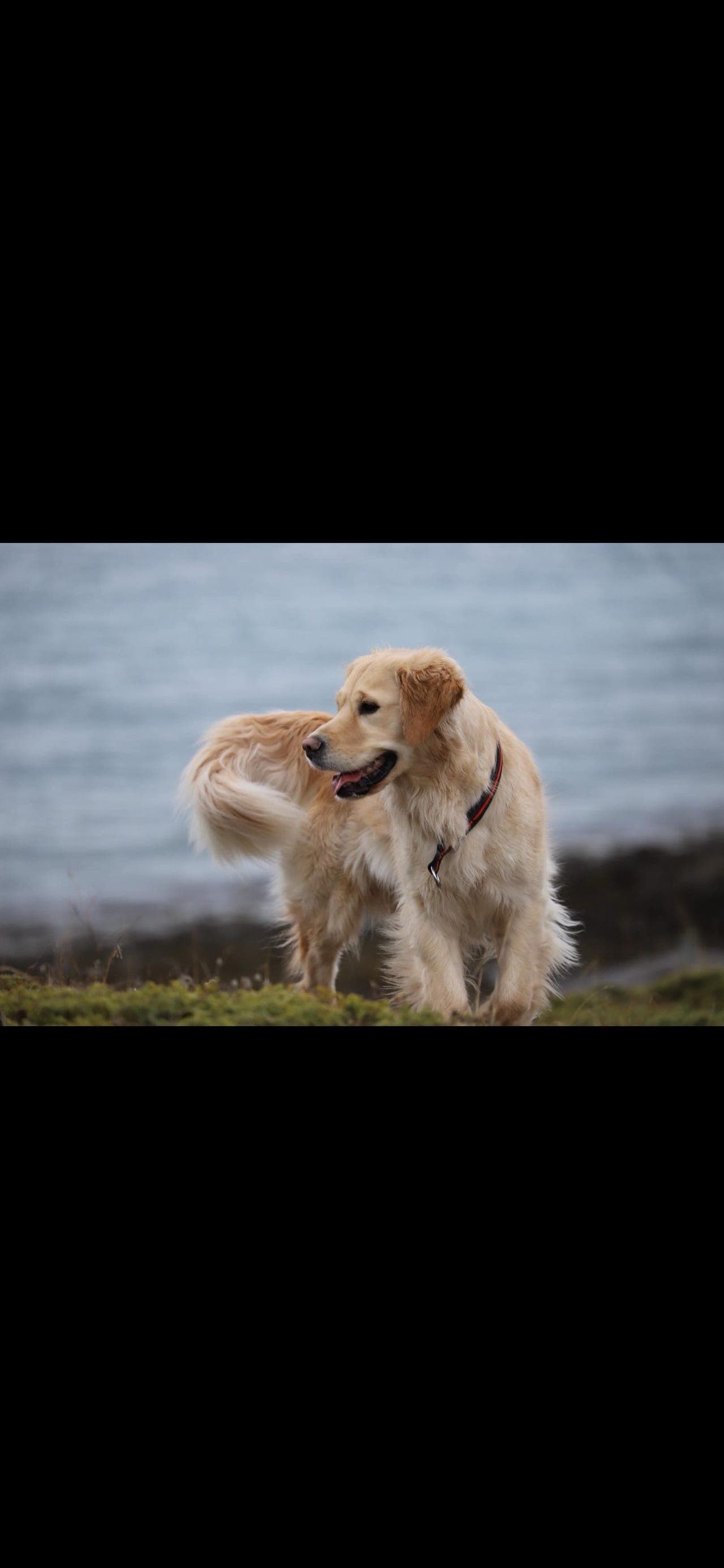 Golden retriever valper selges.