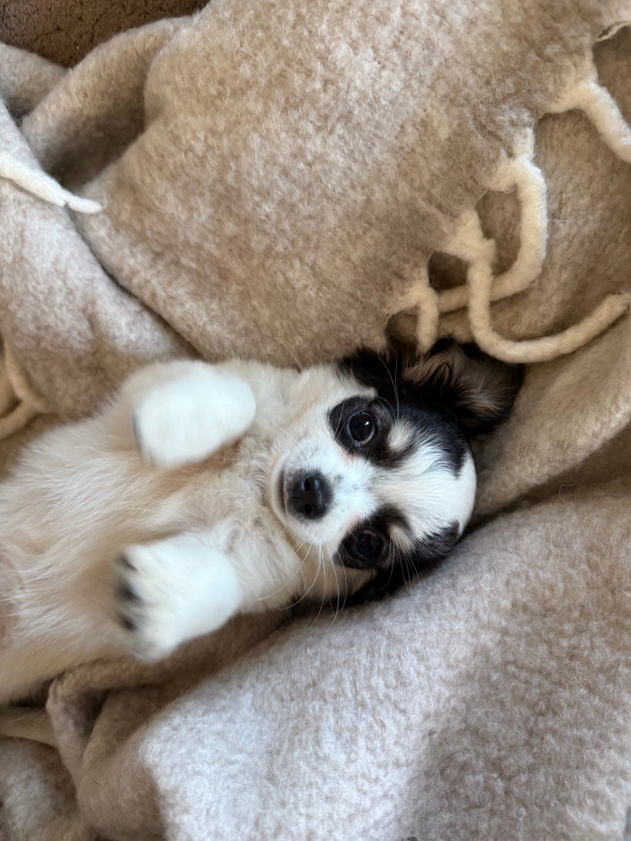 Chihuahua Langhår Hannhund