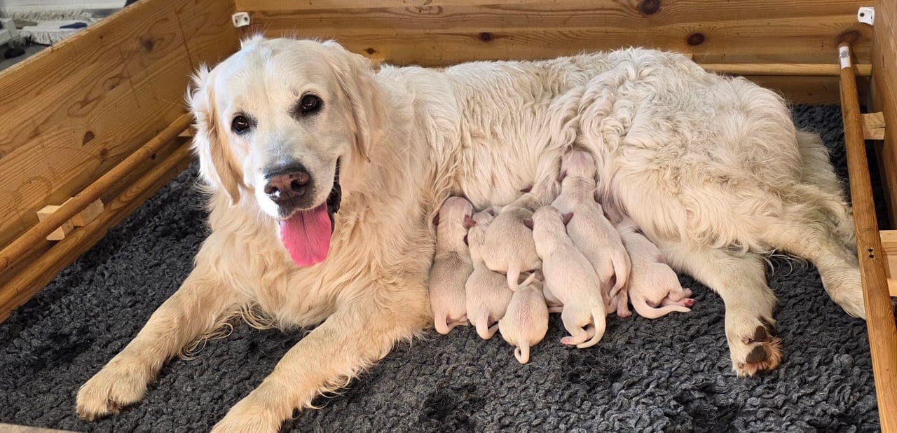 NKK registrert Golden Retriever Valper