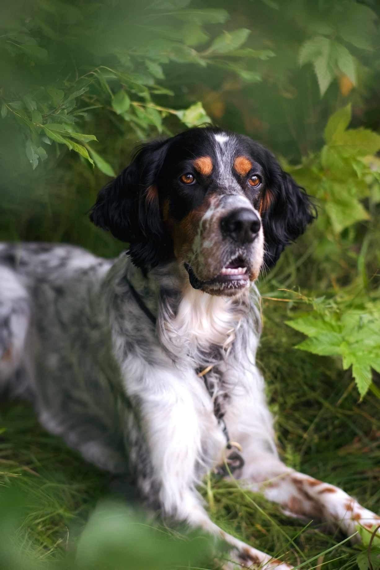 Engelsk setter hannhund