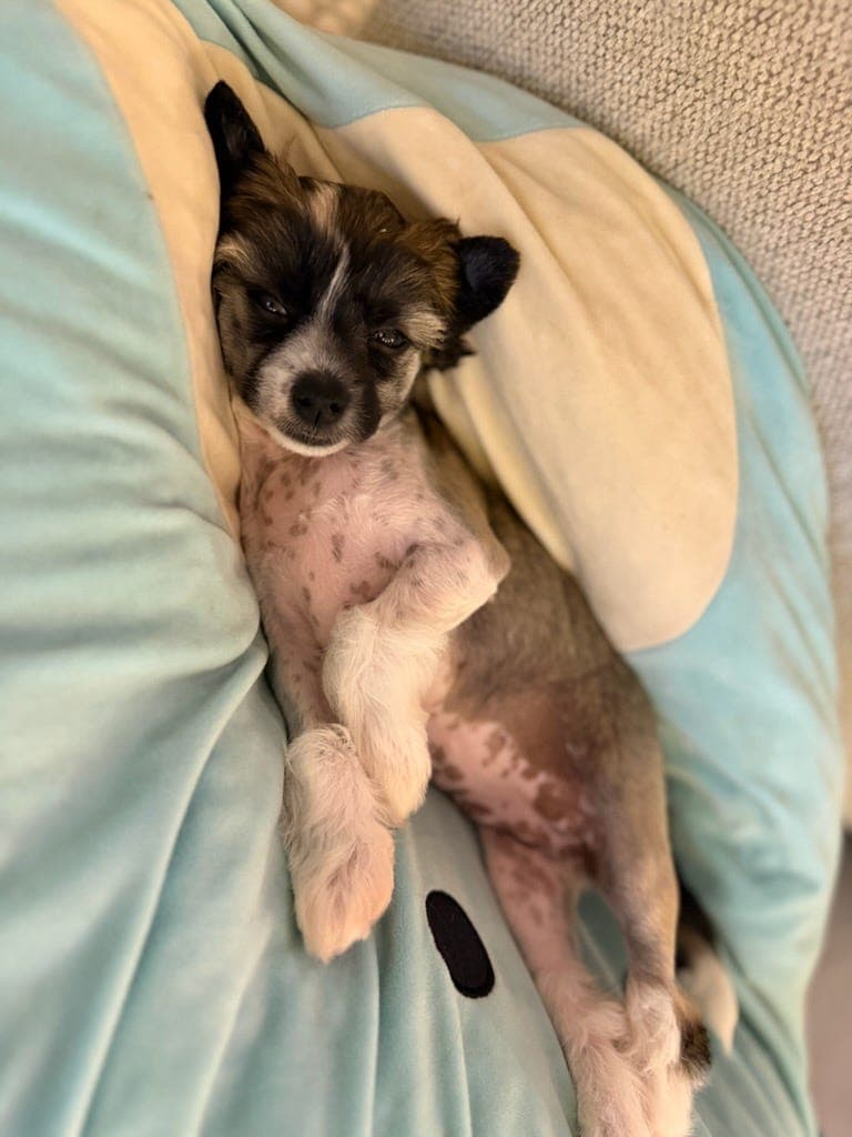chinese crested jente