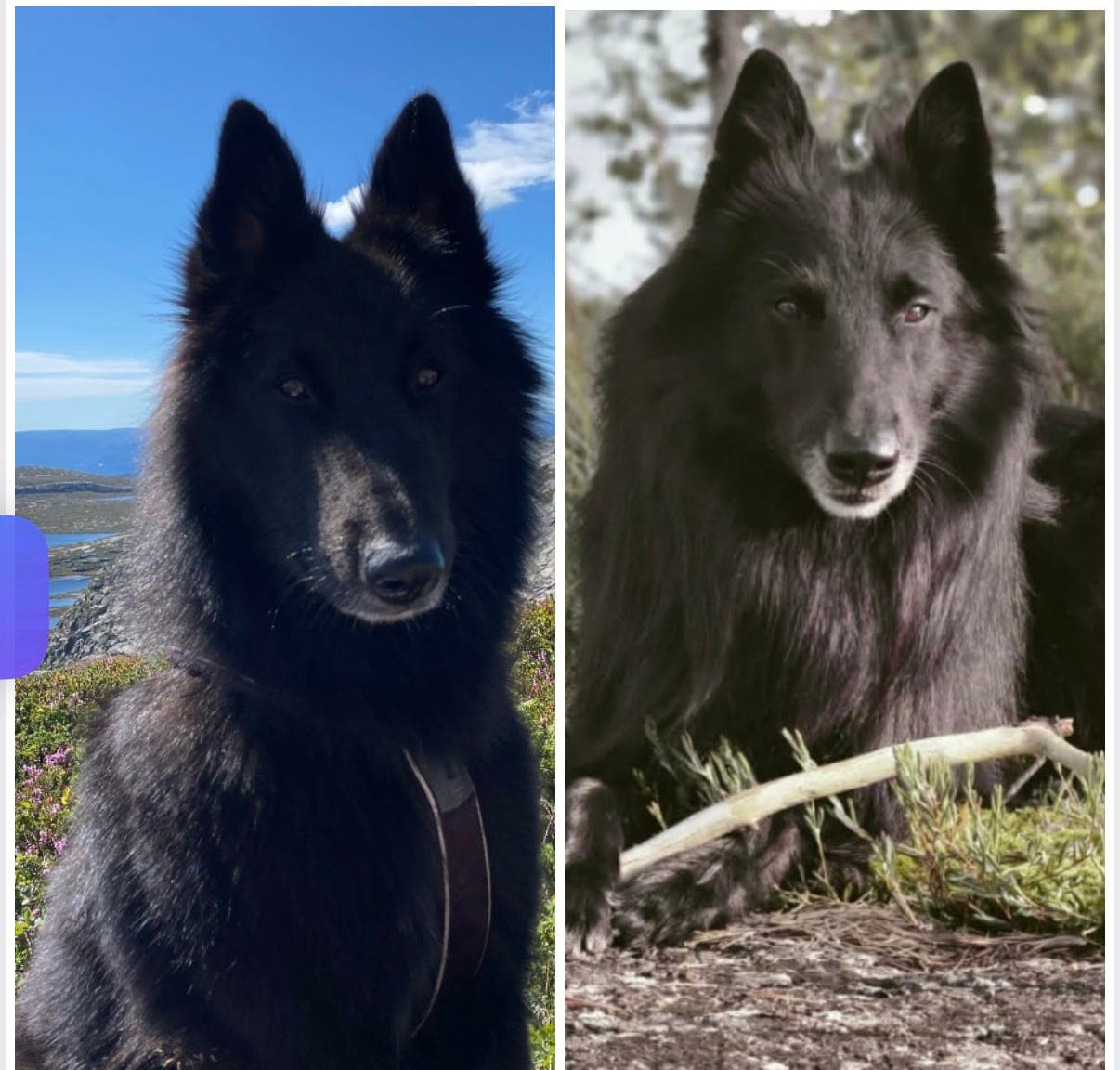 Groenendael valper født - leveringsklare medio august
