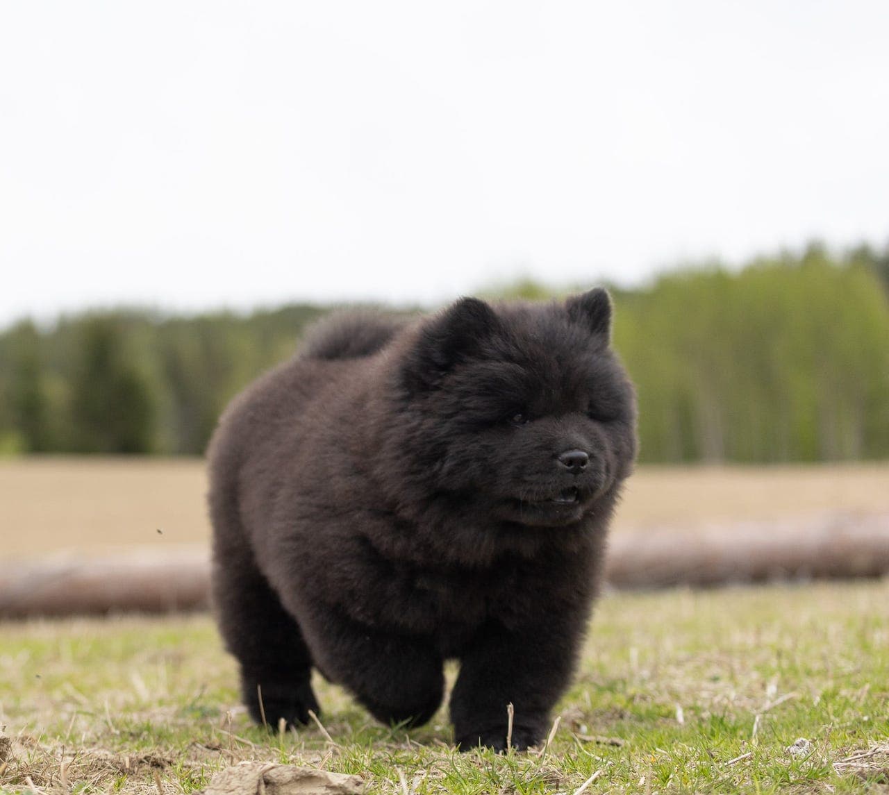 Chow Chow tispe med stamtavle
