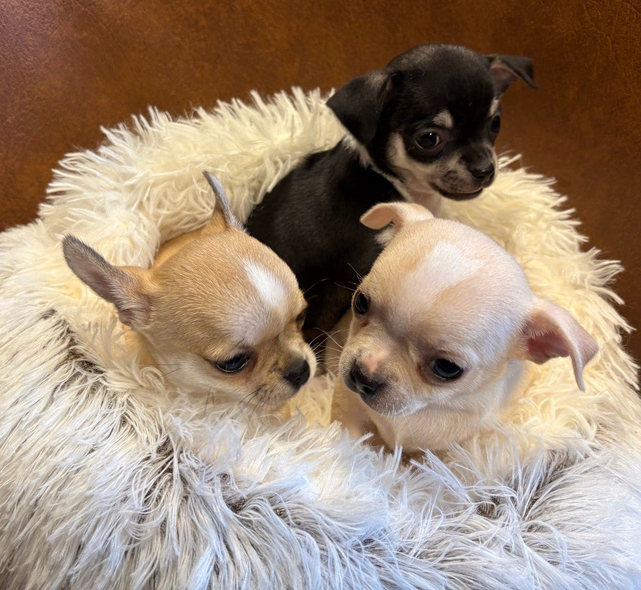 Utrolig søte, renrasede 💓 Chihuahua Valper 💓