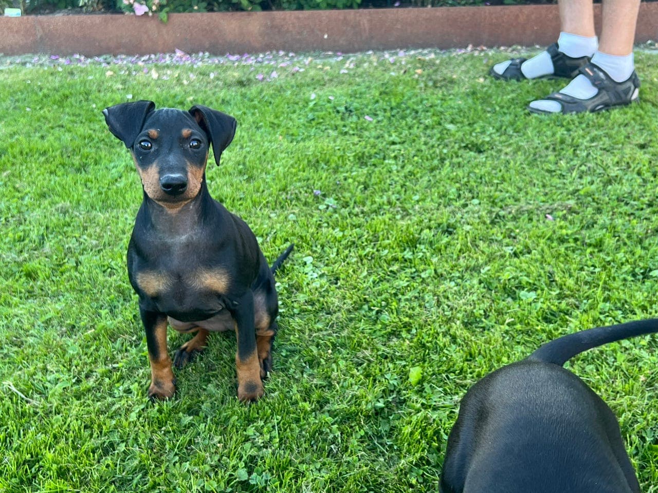 Manchester terrier valp