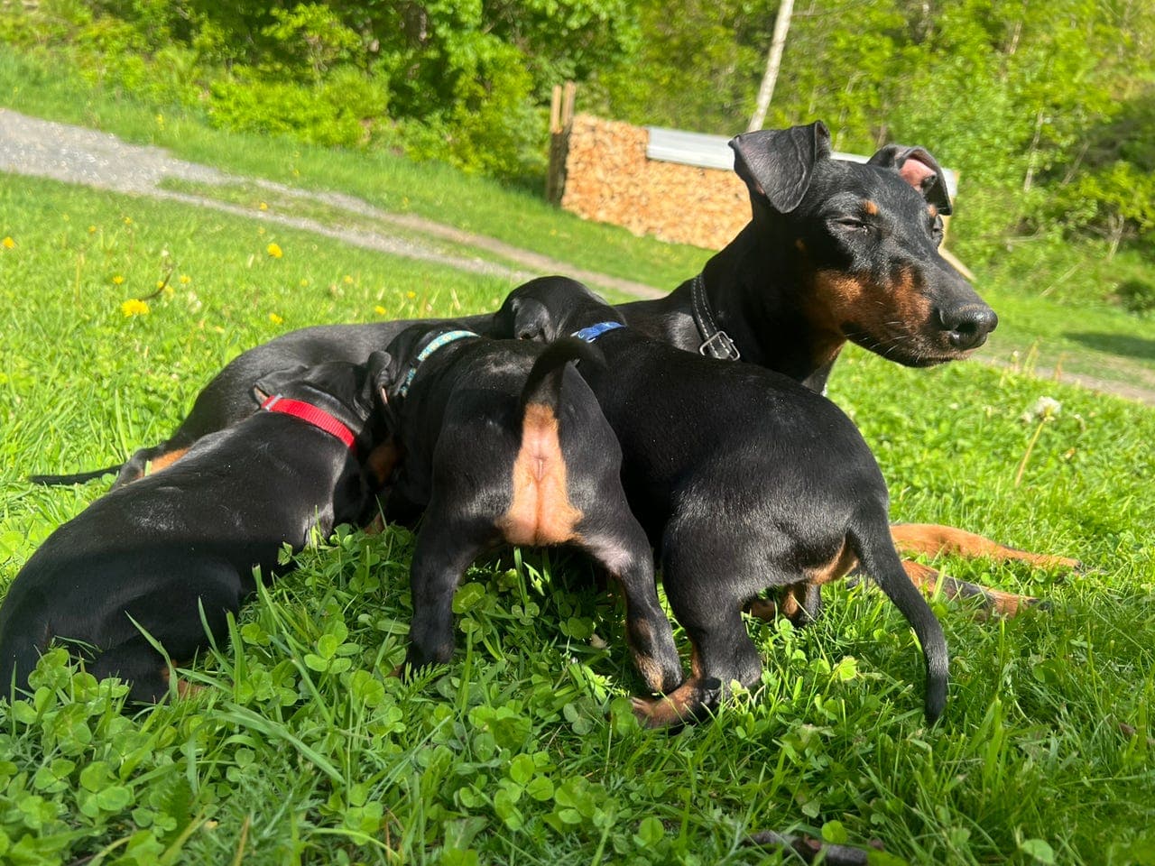 Manchester terrier valper
