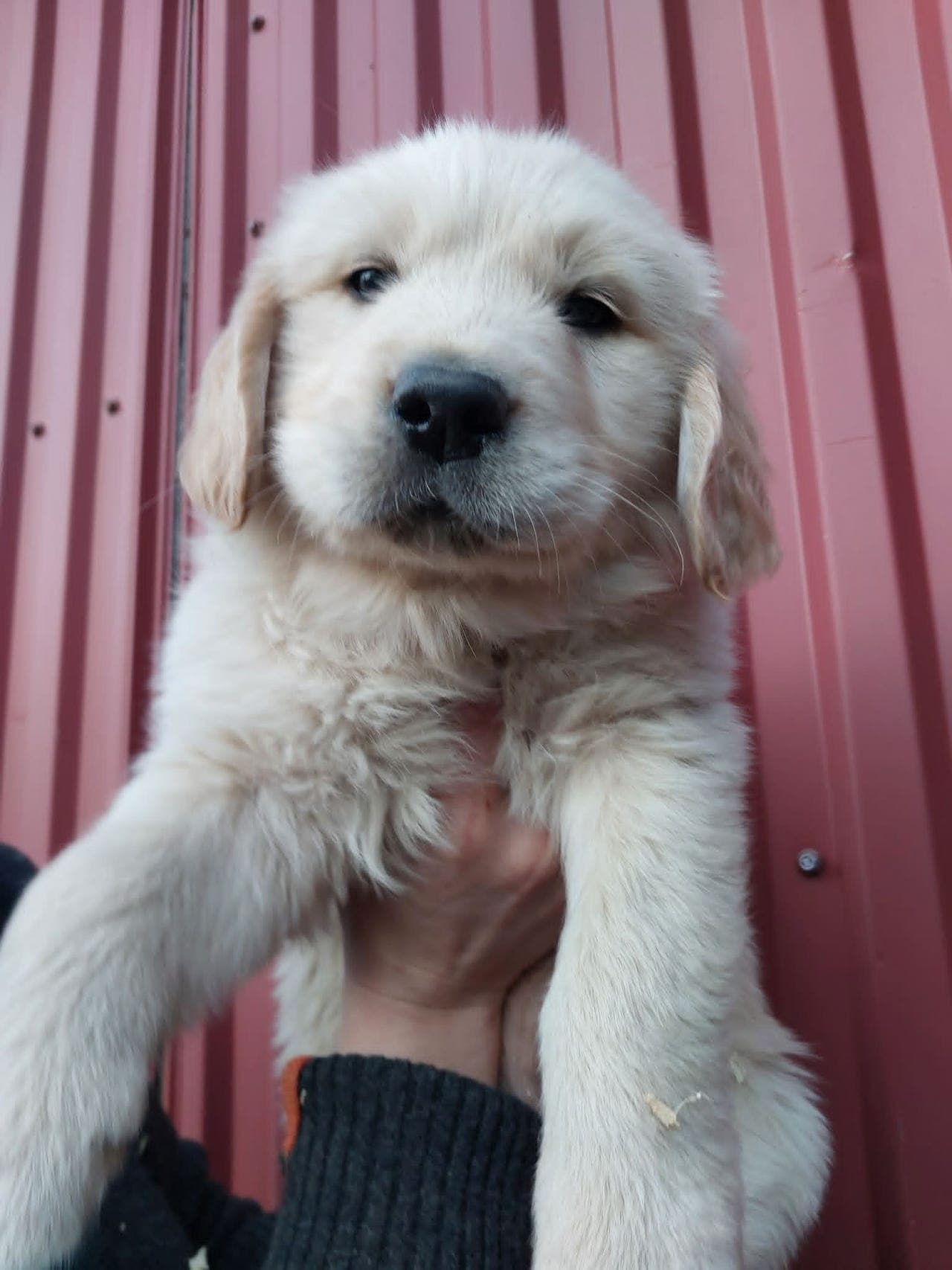 Nyyydelig Golden Retriever Hann Valp Til Salgs! Leveringsklar Nå i Helgen :)!