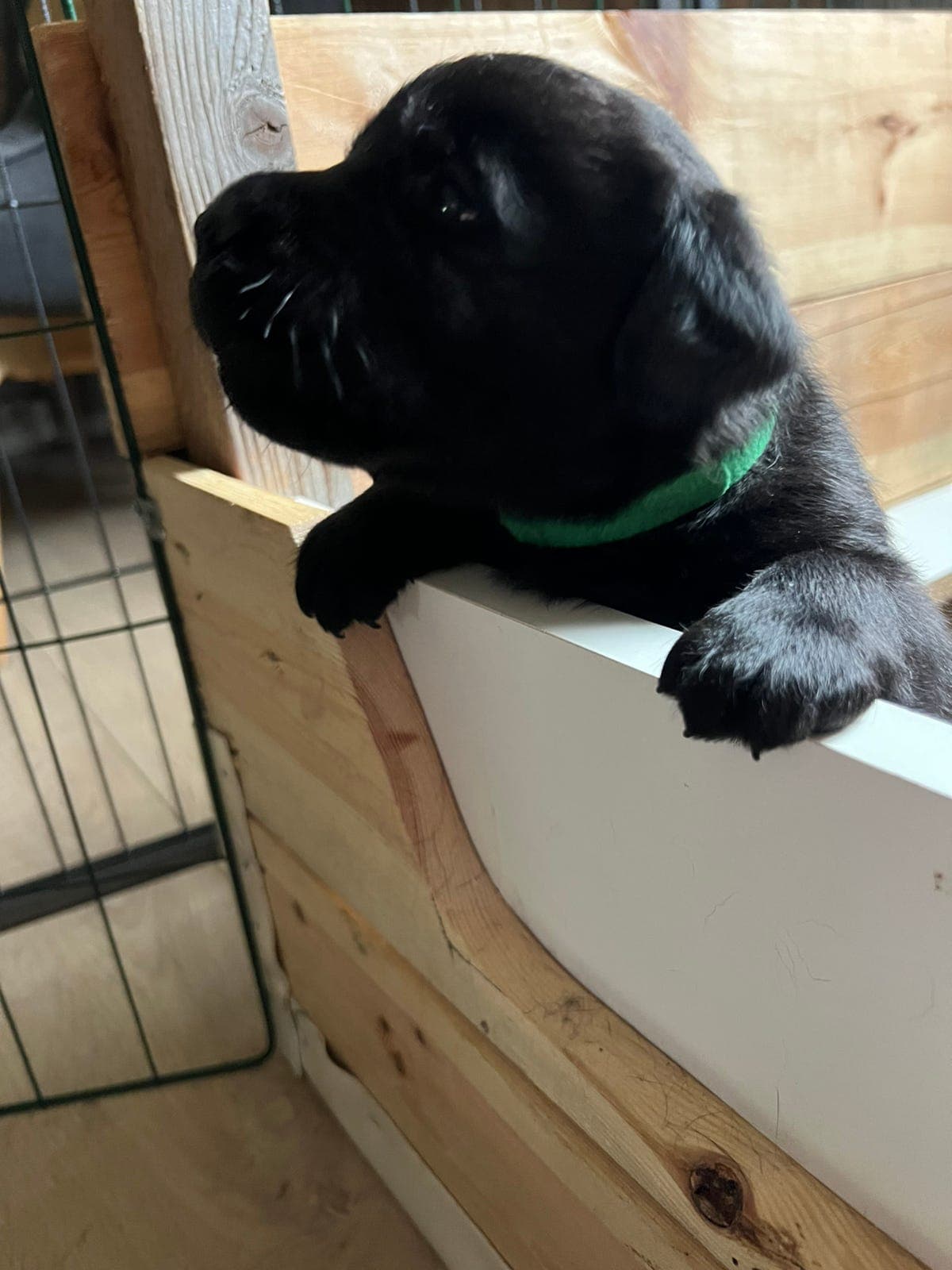 Renraset Labrador valper
