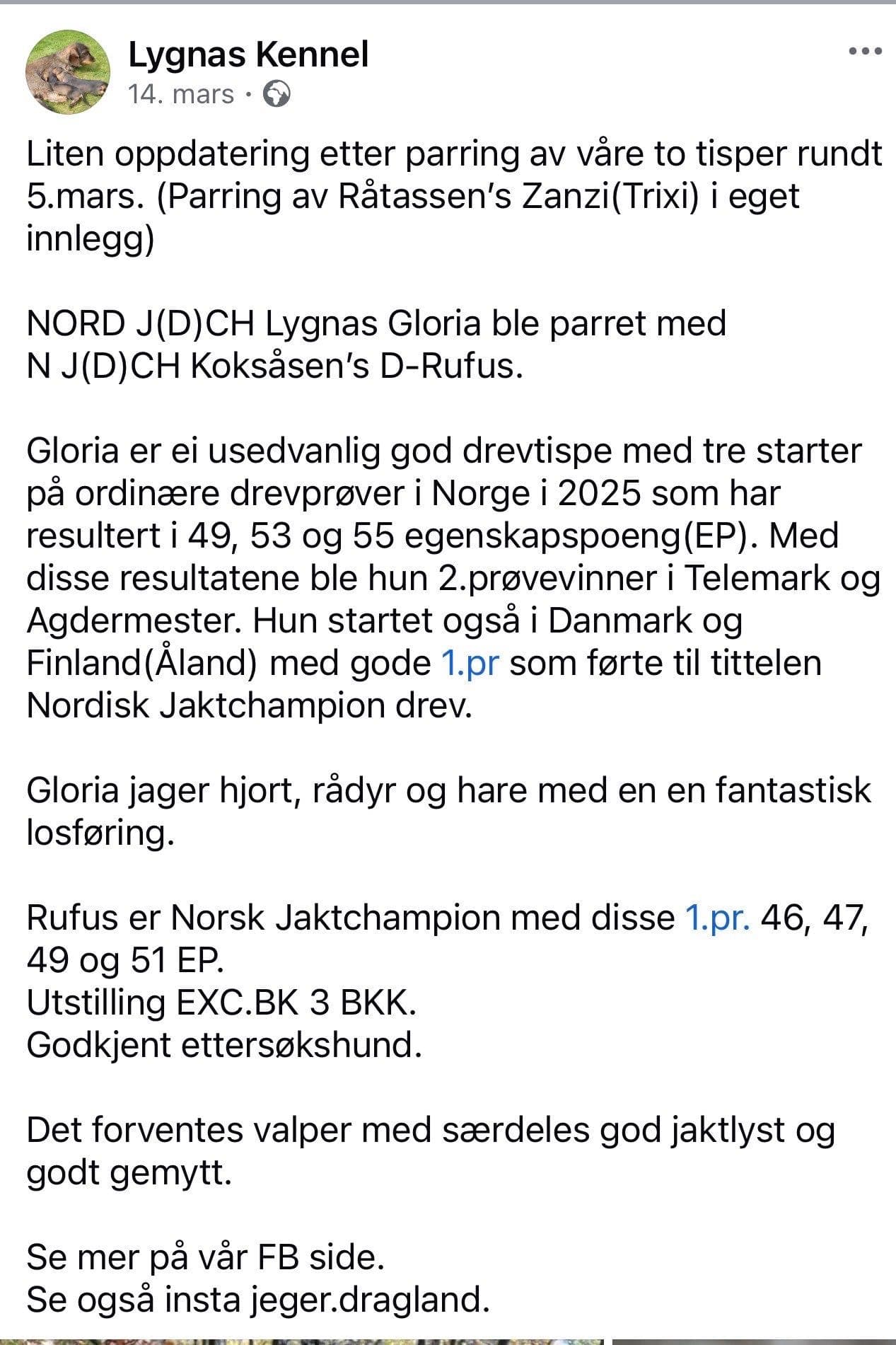 Dachs hannvalper til jegere.