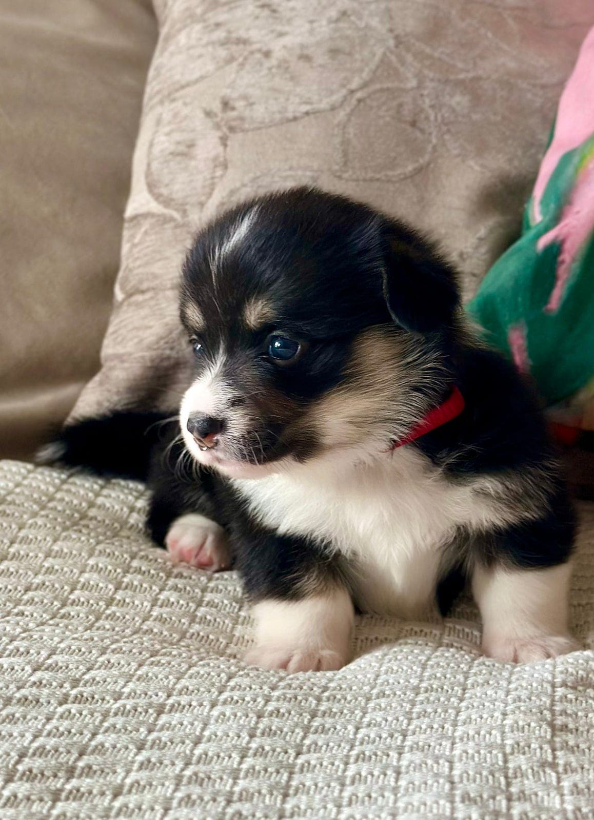 Welsh Corgi Pembroke valper
