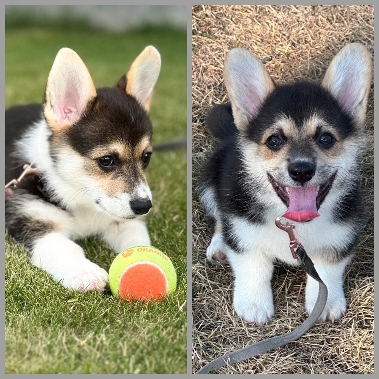 Welsh Corgi Pembroke valper NY PRIS! 3 igjen!